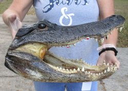 Authentic 17 inch long Alligator Head available for purchase for $120