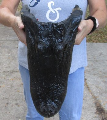 Authentic 17 inch long Alligator Head available for purchase for $120