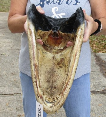 Genuine 17 inch long Alligator Head available for purchase for $120