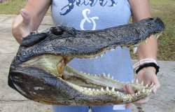 17 inch long Taxidermy Alligator Head buy this one for $120