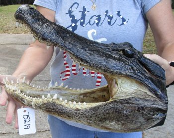 17 inch long Taxidermy Alligator Head buy this one for $120