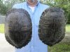 2 piece lot of 9-1/4 inch Red Eared Slider Turtle Shells - You are buying the two turtle shells shown for $14.00 each