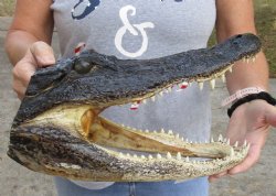 13 inch long Alligator Head for sale  - $43