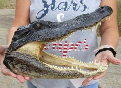Genuine 13 inch long Alligator Head  - $43