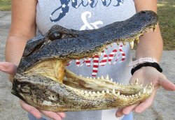 Real 13 inch long Alligator Head for sale  - $43