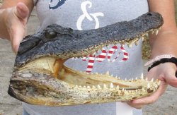 Genuine 13 inch long Alligator Head for sale  - $43