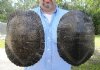 2 piece lot of 9 inch Red Eared Slider Turtle Shells - You are buying the two turtle shells shown for $14.00 each