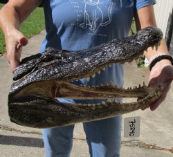 Buy this 17 inch long Real Alligator Head from Louisiana for souvenir gift - $120