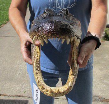 Buy this 17 inch long Real Alligator Head from Louisiana for souvenir gift - $120