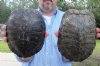 2 piece lot of 8 inch Red Eared Slider Turtle Shells - You are buying the two turtle shells shown for $11.00 each