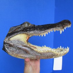 Genuine 12" Alligator Head for sale  - $38