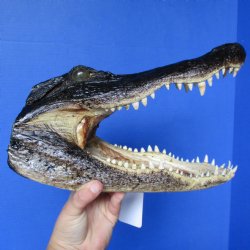 12" Alligator Head for purchase  - $38