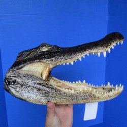 Genuine 12" Alligator Head for sale  - $38