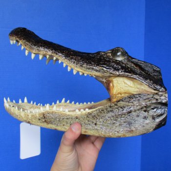 Buy 12" Alligator Head - $38
