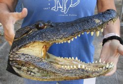 15 inch long Taxidermy Alligator Head for sale for $68