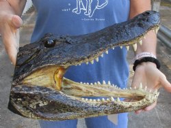 15 inch long Real Alligator Head available to buy for $68
