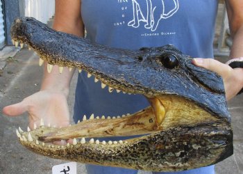 15 inch long Real Alligator Head available to buy for $68