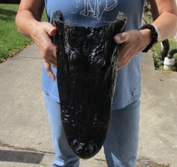 15 inch long Louisiana Alligator Head for souvenir gift - $95