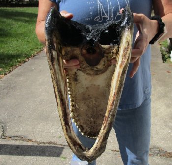 15 inch long Louisiana Alligator Head for souvenir gift - $95