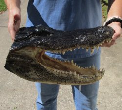 15 inches long authentic Louisiana Alligator Head for sale - buy this one now for $68