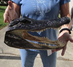 Authentic 15 inch long Alligator Head available for purchase for $68