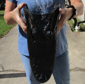 Authentic 15 inch long Alligator Head available for purchase for $68