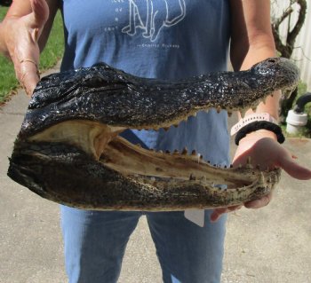 Buy this 15 inch long Real Alligator Head from Louisiana for $68