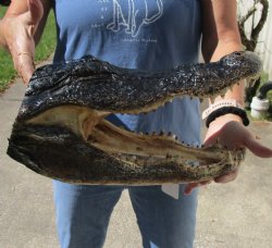 Buy this 15 inch long Real Alligator Head from Louisiana for $68