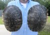 2 piece lot of 8 inch Red Eared Slider Turtle Shells - You are buying the two turtle shells shown for $11.00 each