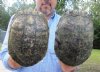 2 piece lot of 8 inch Red Eared Slider Turtle Shells - You are buying the two turtle shells shown for $11.00 each