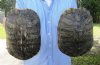 2 piece lot of 8-1/2 inch Red Eared Slider Turtle Shells - You are buying the two turtle shells shown for $11.00 each