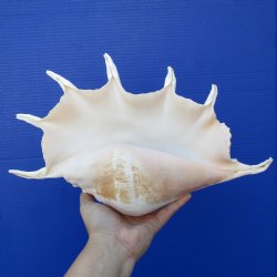 14" Giant Spider Conch - $20