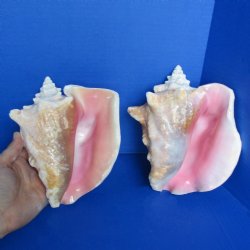 7" Pink Conchs...