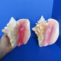 6" Pink Conchs...