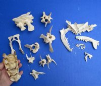 Assorted and Other Animal Bones