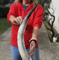 Beautiful 23 inch White Polished Cow/Cattle horn for home decor $32