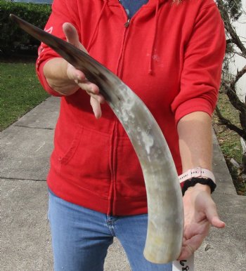 Beautiful 23 inch White Polished Cow/Cattle horn for home decor $32