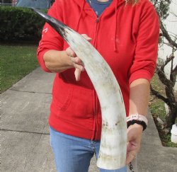 Buy this 24 inch White Polished Cow/Cattle horn for $32