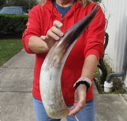 Beautiful 22 inch White Polished Cow/Cattle horn for home decor $32
