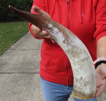 Beautiful 22 inch White Polished Cow/Cattle horn for home decor $32