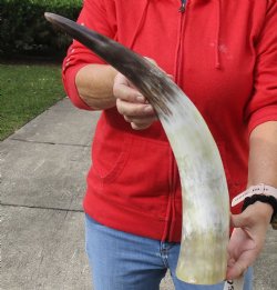 21 inch Authentic White Polished Cow/Cattle horn for $32