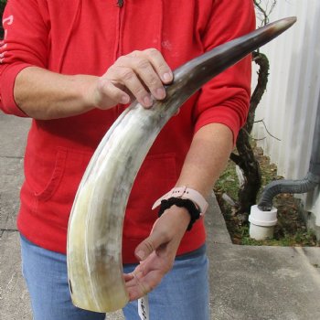 21 inch Authentic White Polished Cow/Cattle horn for $32
