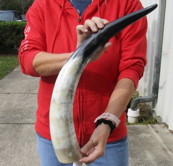 24 inch Authentic White Polished Cow/Cattle horn for $32