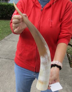 22 inch Authentic White Polished Cow/Cattle horn for $32