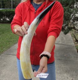 21 inch White Polished Cow/Cattle horn, available for purchase for - $32