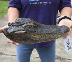 Buy this 12-1/2 inch Formaldehyde Preserved Alligator head with mouth and eyes closed for $30