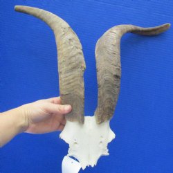 16" & 18" African Goat Horns on Blesbok Skull Plate - $29