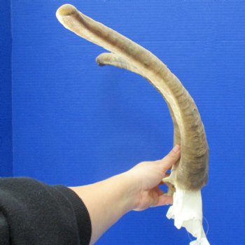 16" & 18" African Goat Horns on Blesbok Skull Plate - $29