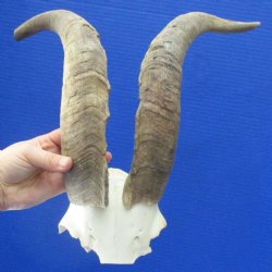 15" & 16" African Goat Horns on Blesbok Skull Plate - $29