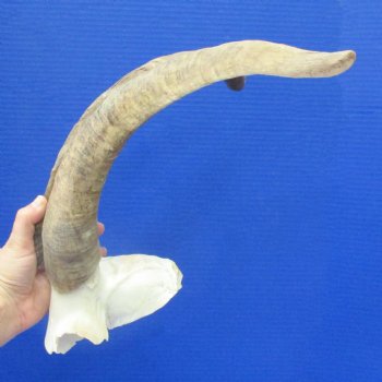 15" & 16" African Goat Horns on Blesbok Skull Plate - $29